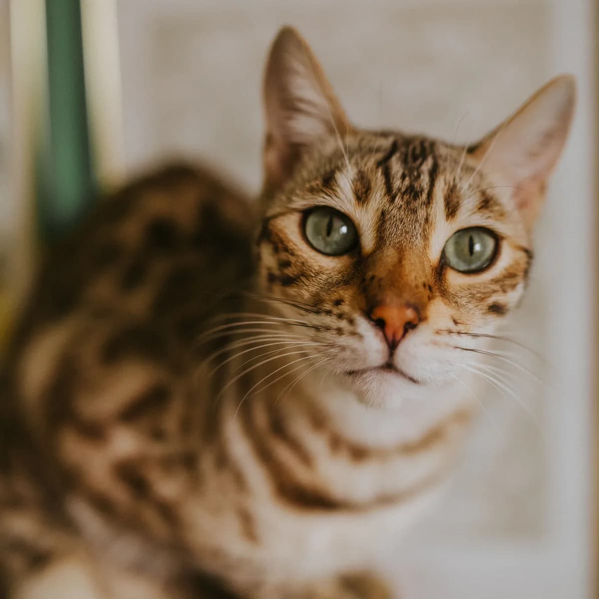 A Bengal with a patterned coat