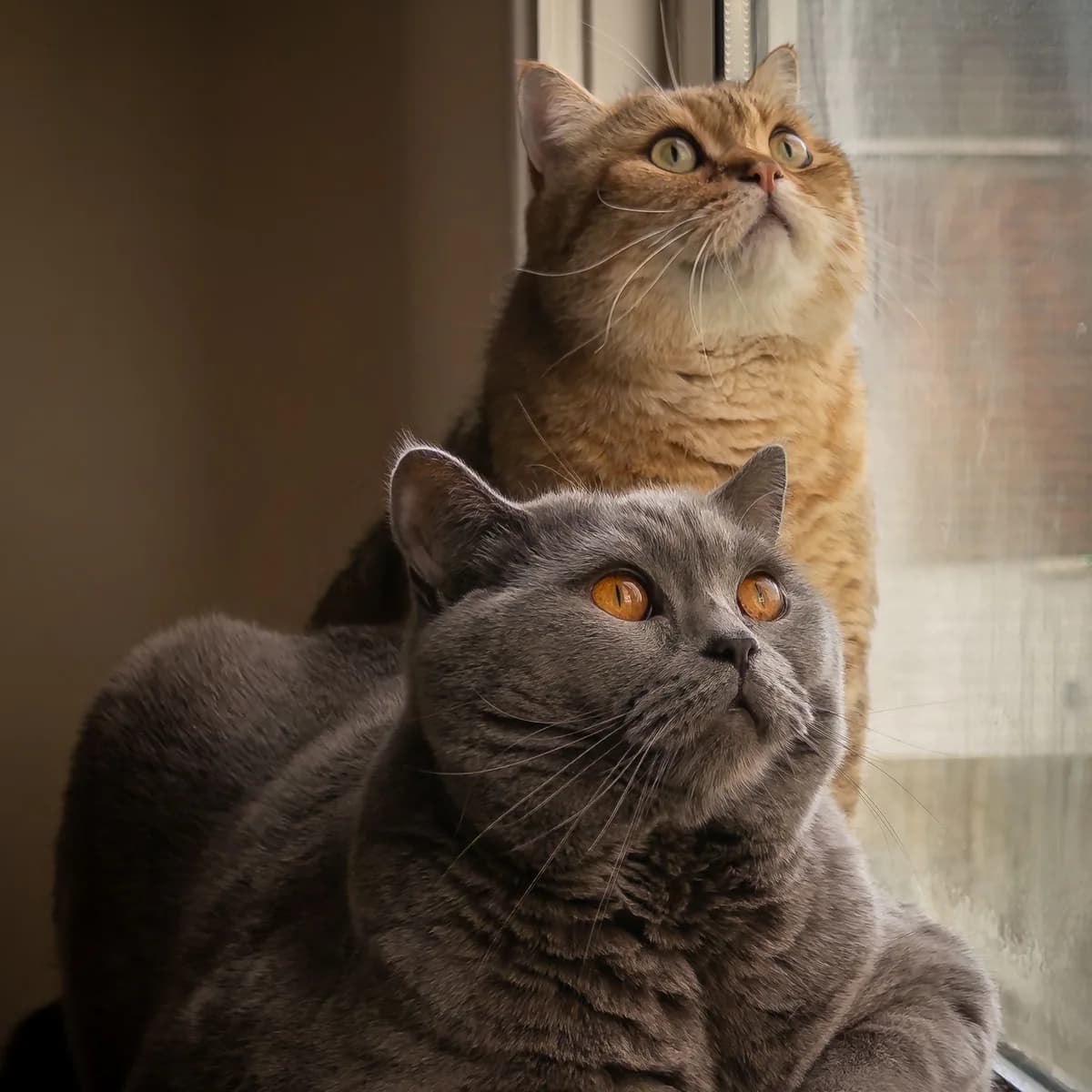 A gray and a golden British Shorthair beside a window