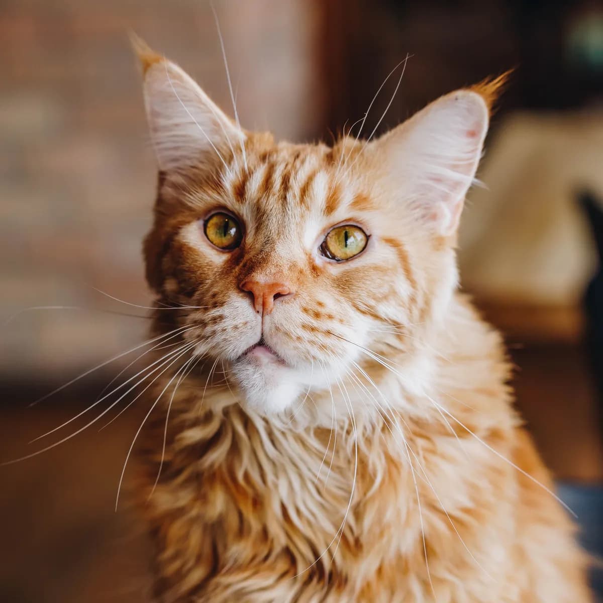 An orange Maine Coon with tufted ears