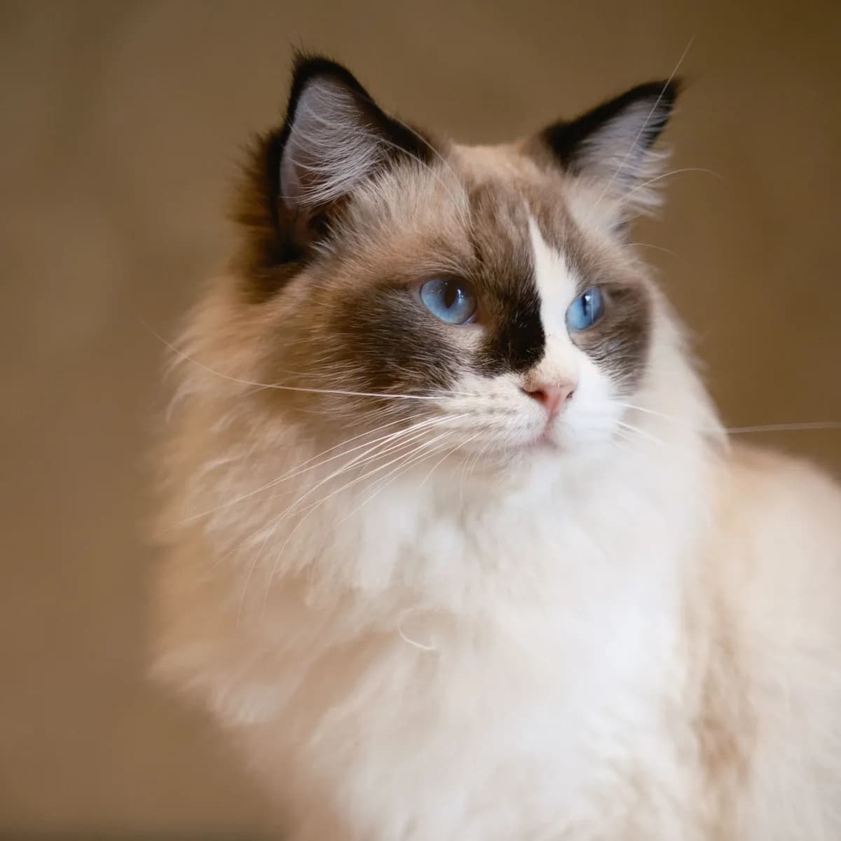 A fluffy Ragdoll with blue eyes