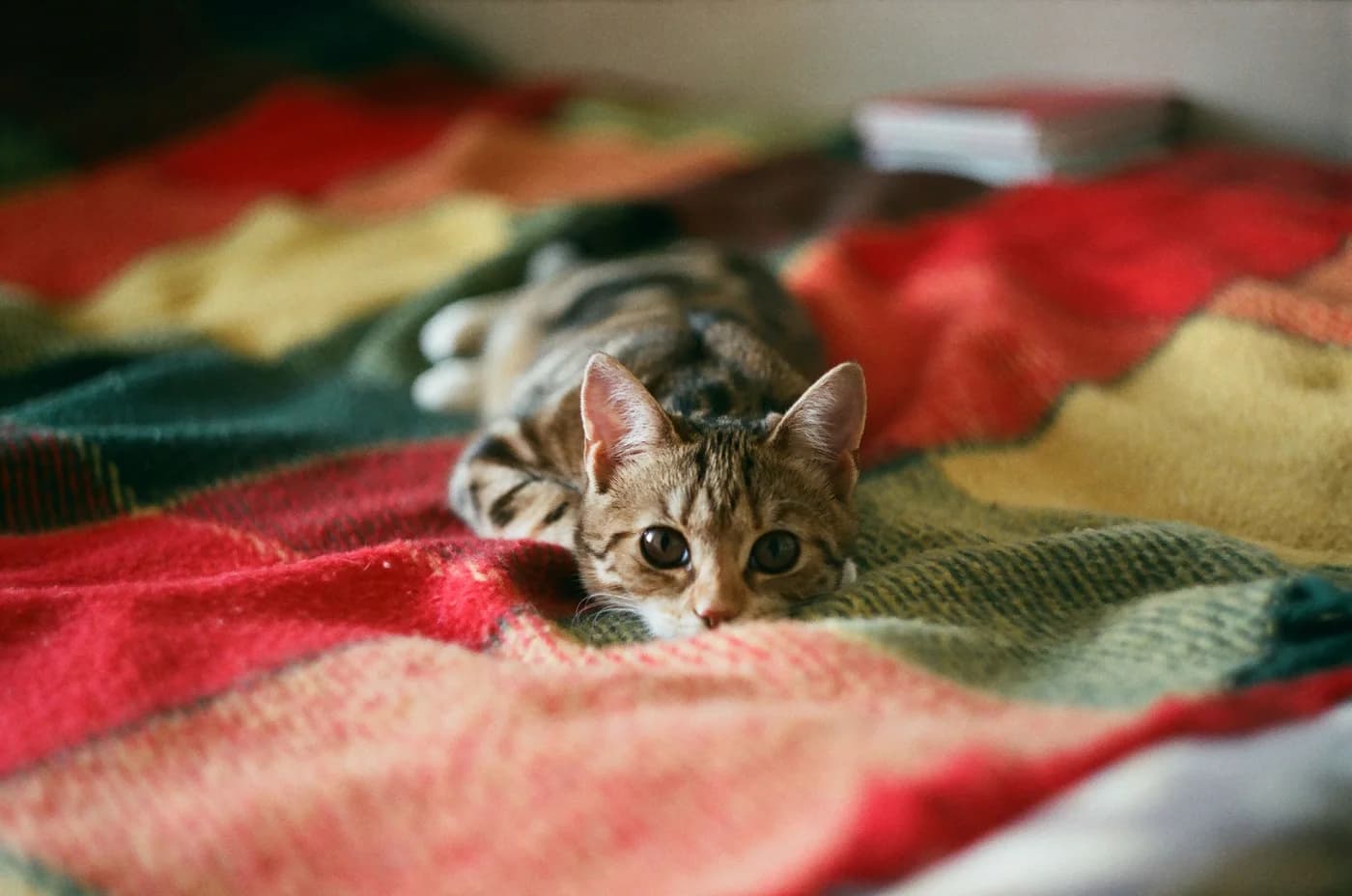 A kitten peeking over a colorful blanket